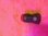 GEOCACHING Versteck " ROBO Magnetbehälter mit Gummi Verschluss "